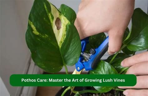 Pothos Care Master The Art Of Growing Lush Vines Plants In The Room