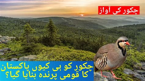 Chakor Pakistan’s National Bird | Chakor Partridge Voice | Chakor ki ...