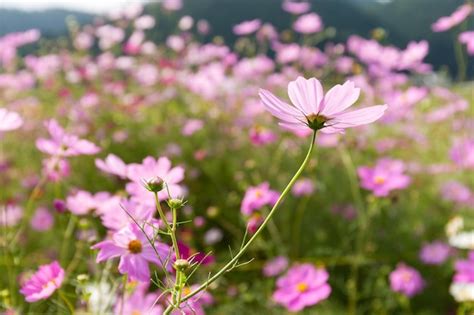 Campo De Flor Rosado Del Cosmos Foto Premium