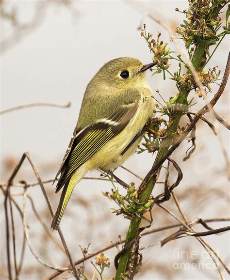 Ruby Crowned Kinglet Photograph By Michelle Tinger Fine Art America