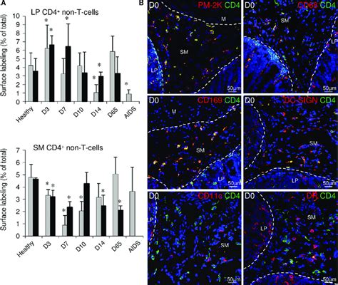 Quantification Of The Cd Non T Cell Subset In The Lp And Submucosa