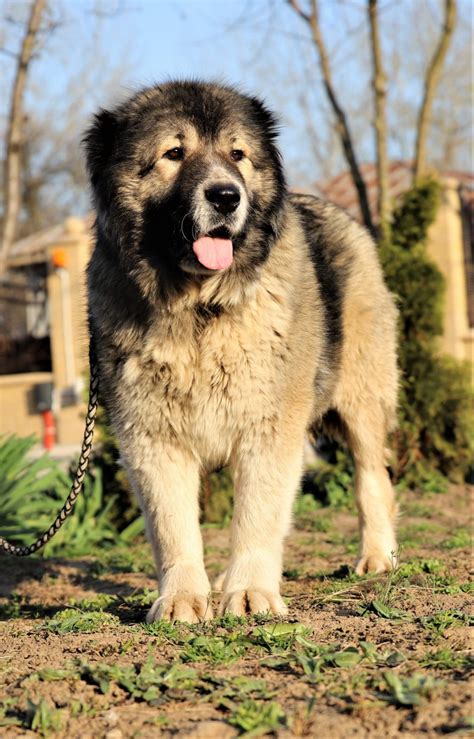 Are Caucasian Shepherd Dogs Cropped