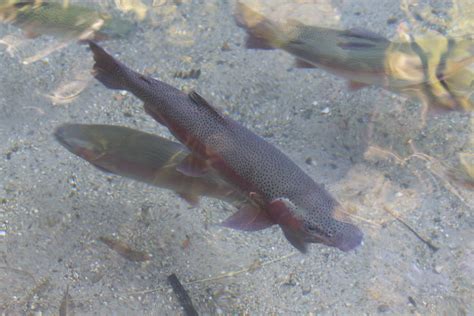 Rotorua Trout Kurt Laestander Flickr