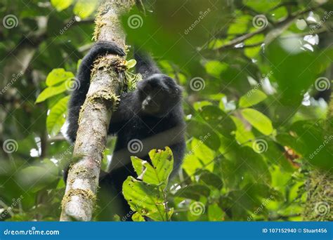 Endangered Sumatran Lar Gibbon Hylobates Lar Vestitus In Gunung Leuser