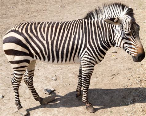 sebra  zooen arkivfoto bild av afrikansk safari reserv