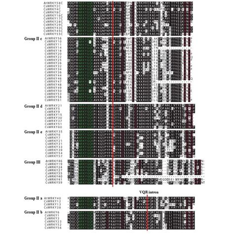 (PDF) Genome-wide analysis of the WRKY gene family in the cucumber ...