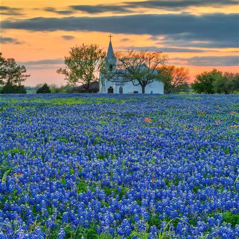 Field Of Texas Bluebonnets Art Print By David And Carol Kelly Artofit