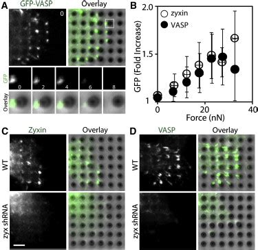 The Lim Domain Of Zyxin Is Sufficient For Force Induced Accumulation Of