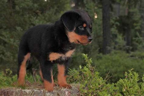 Female Rottweiler Names Ideas | PETSIDI