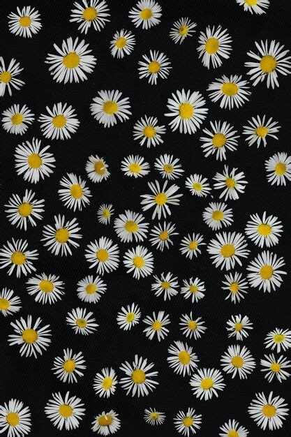 Premium Photo Daisies On A Black Background