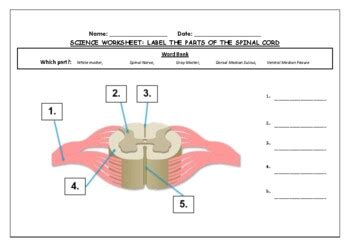 Science Worksheet Label Parts Of The Spinal Cord Made By Teachers