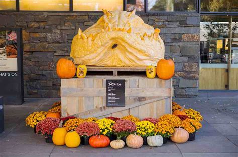 Nybg Giant Pumpkin Carving Weekend What To Do