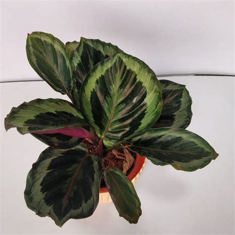 Calathea Roseopicta 'Medallion' - NurseryBuy