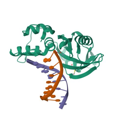 Rcsb Pdb Ilg The Crystal Structure Of Dg Dna Pol X Product Binary