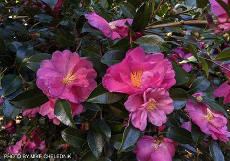 Buy Camellia sasanqua 'Kanjiro' Pink Semi-Double Flowering Camellia ...