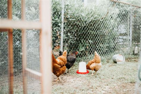 5 Best Hanging Chicken Feeders of 2022 - Sterling Springs Chicken