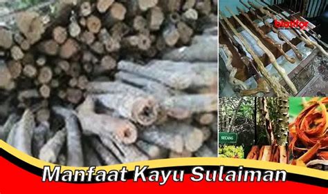 Temukan 5 Manfaat Kayu Sulaiman Yang Jarang Diketahui Biotifor