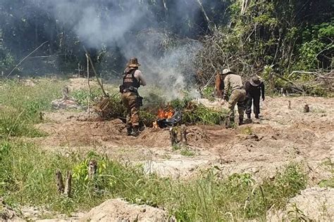 Pol Cia Federal Destr I Mil P S De Maconha Em Terra Ind Gena No Par