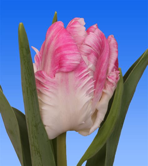 Tulp Cabanna Borst Bloembollen