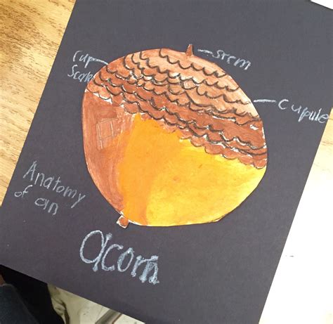 Anatomy of an Acorn | Acorn, Anatomy, Nature journal