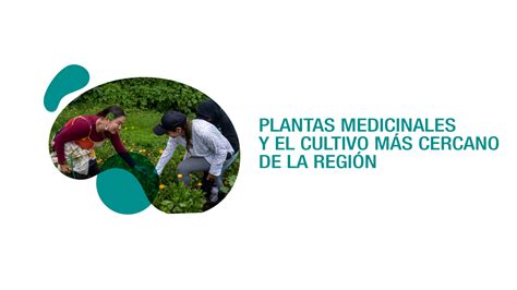 Plantas Medicinales Un Conocimiento Tradicional Que Se Conserva En Nuestra Región