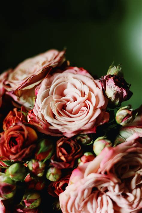 Arrangement of Pink Roses · Free Stock Photo