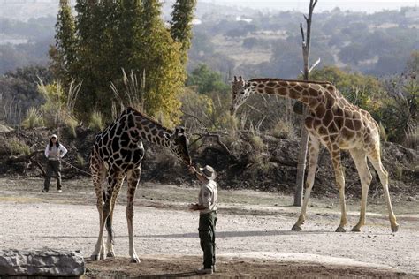 La Jirafa Benito Se Integra A Su Nueva Familia