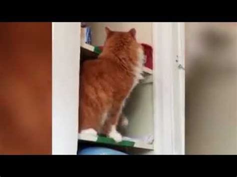 Funny Cats Fails Compilation HAHAHA... https://www.youtube.com/watch?v ...