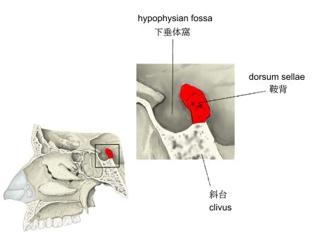 Visual Anatomy 視覚解剖学