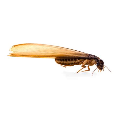 Eastern Subterranean Termite S Identification Habits And More