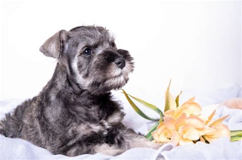 Un pequeño cachorro schnauzer miniatura barbudo acostado en una cama