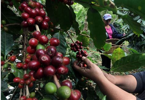 M S De Manzanas De Caf Afectadas Por Tormenta Sara