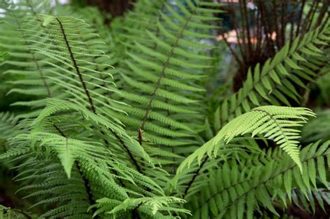 10 Ferns To Grow Bbc Gardeners World Magazine