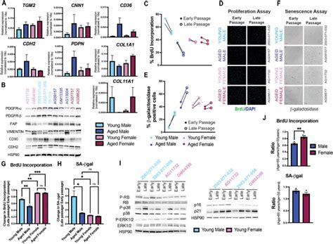 Sex Dependent Effects In The Aged Melanoma Tumor Microenvironment Influence Invasion And