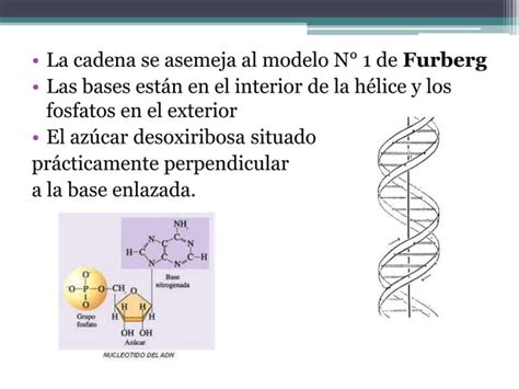 Estructura molecular del ADN: Watson y Crick