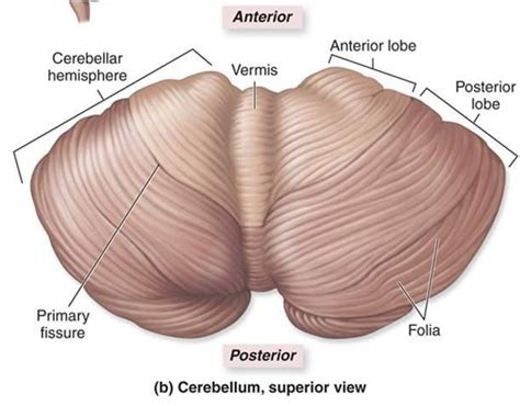 Cerebelo Cerebelo anatomia Ciências biológicas Medicina