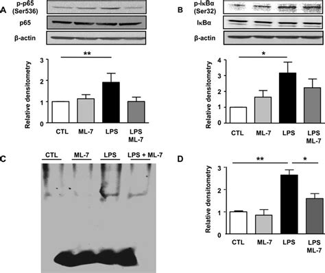 Inhibition Of Mlck Activity Prevents Lps Induced Increase In Nf κb