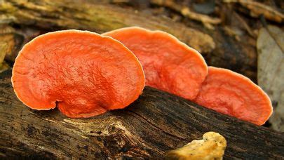 Pycnoporus cinnabarinus Guía Completa de Identificación de Hongos