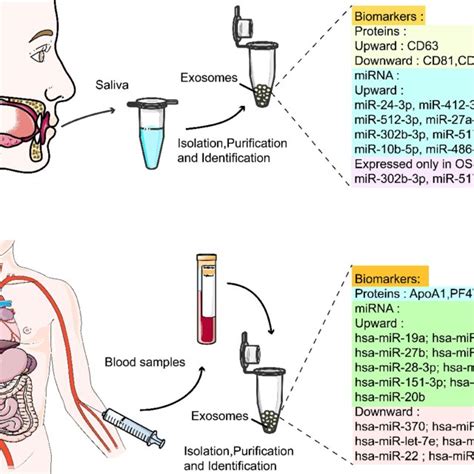 Exosomes As Biomarker Sources For Oral Cancer Diagnosis A Salivary Download Scientific