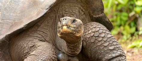 Galapagos Insel Hopping Auf Den Spuren Charles Darwins Leguan