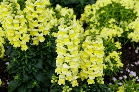 How to Grow and Care for Snapdragon Flowers | Florgeous