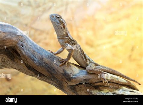 Rankin's dragon (Pogona henrylawsoni) on a branch Stock Photo - Alamy