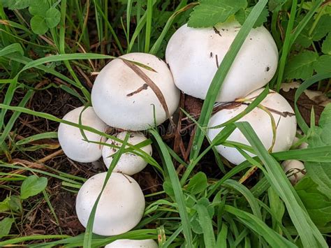 Hongos Comestibles Agaricus Arvensis En El Abeto Conocido Como Setas