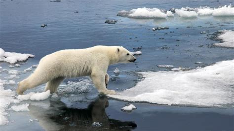 Matan a tiros a un oso polar que atacó a un guardián