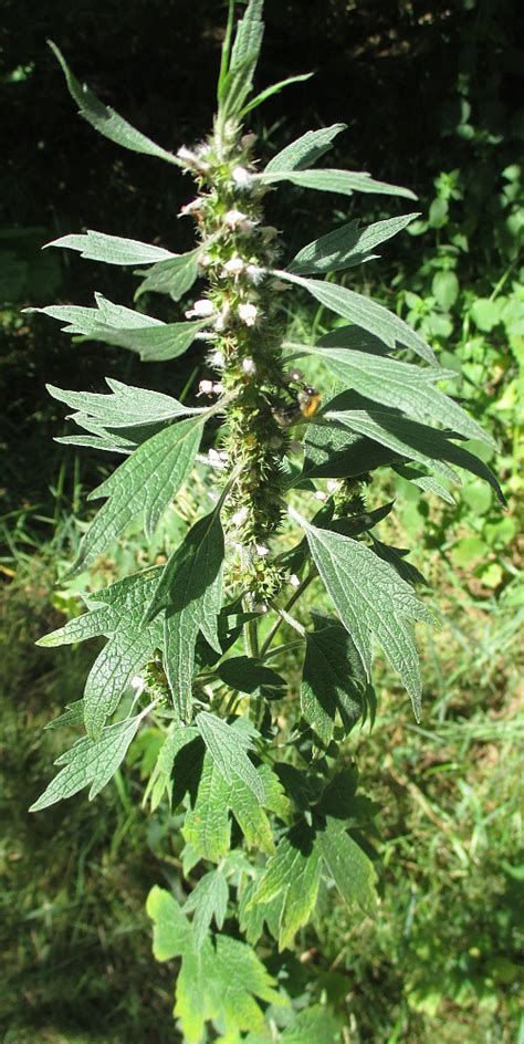 Пустырник пятилопастный (Leonurus quinquelobatus)