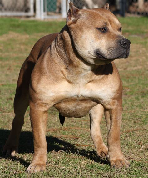 American Bully Blue Fawn Blue Fawn Pitbull: Are They As Stunning As Most Owners Claim?