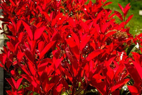 Images Gratuites Feuille Fleur Pétale Rouge Herbe Lautomne