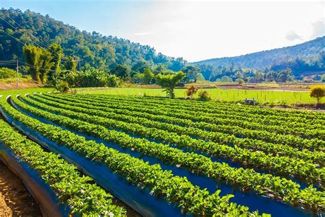 Sute de euro pentru fiecare hectar de agricultură ecologică