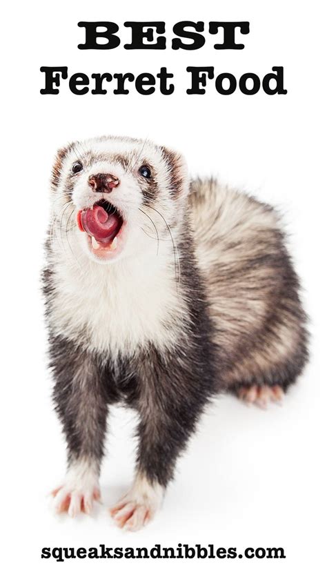 Best Ferret Food - Natural, Healthy Meals For Ferrets