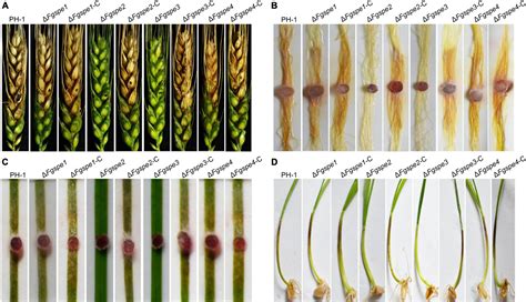 Frontiers Spermidine Is Critical For Growth Development